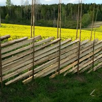 Skigard med tradisjonell granstaur, ved Rødenes, Sarpsborg.