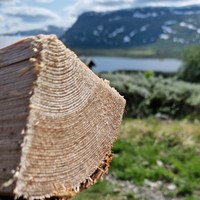 Eksempel på skie i skigarden slik den skal være, mellom 60 og 70 år. De må ha tette årringer.